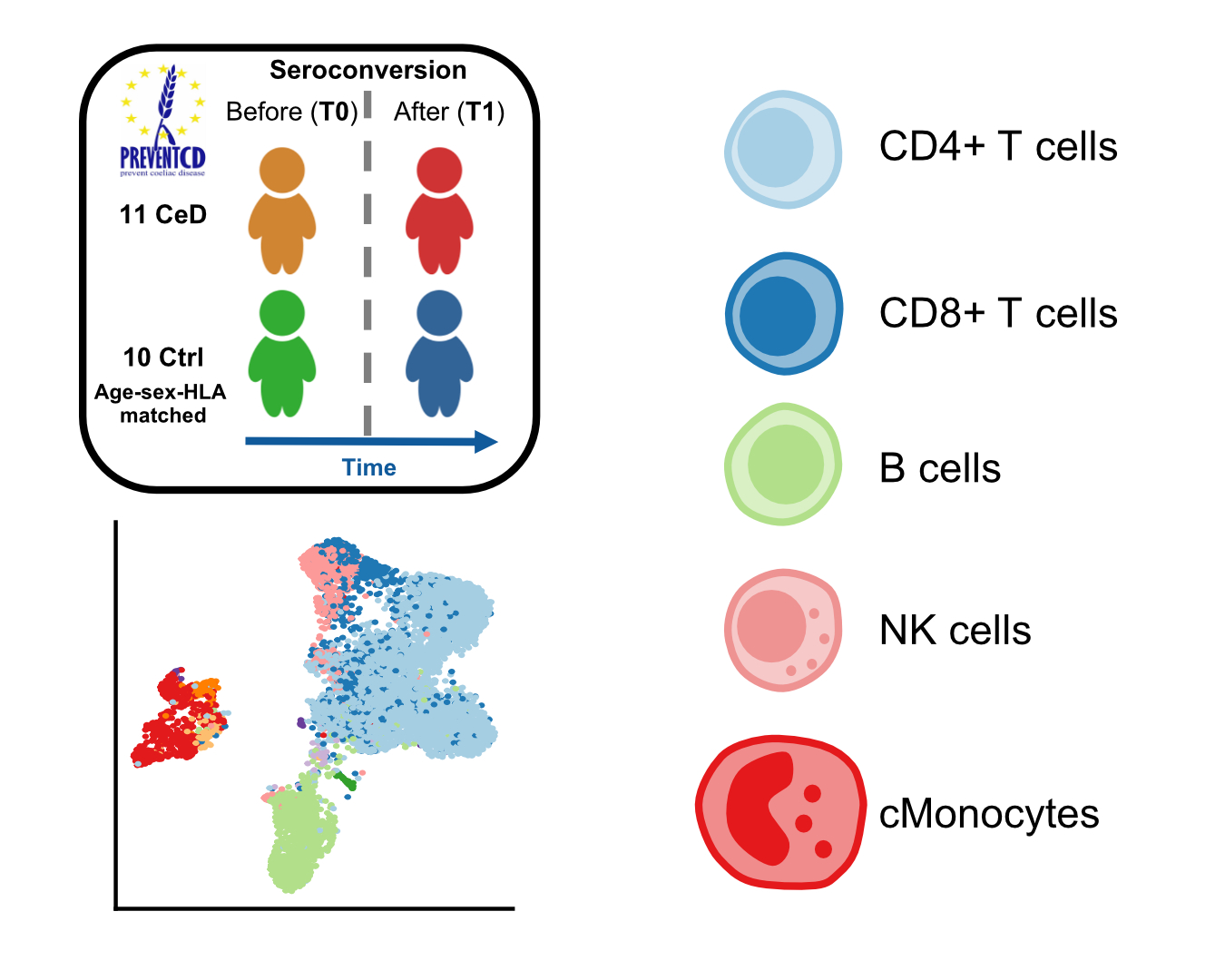 Single-cell transcriptomic landscape in onset of Celiac Disease