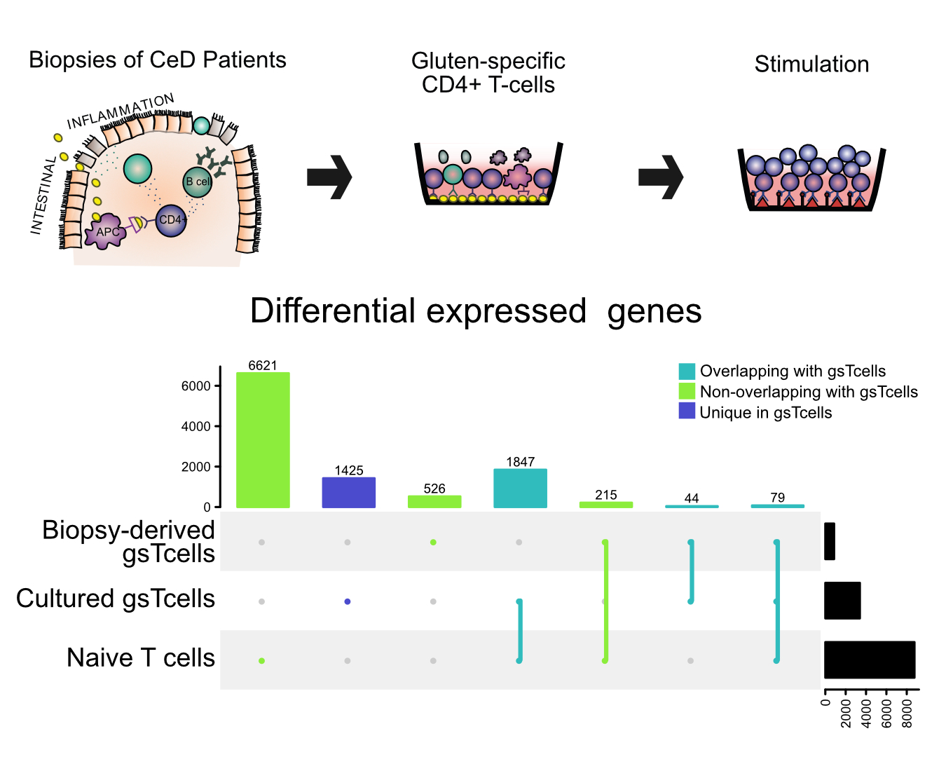 Single-cell transcriptomic landscape in onset of Celiac Disease