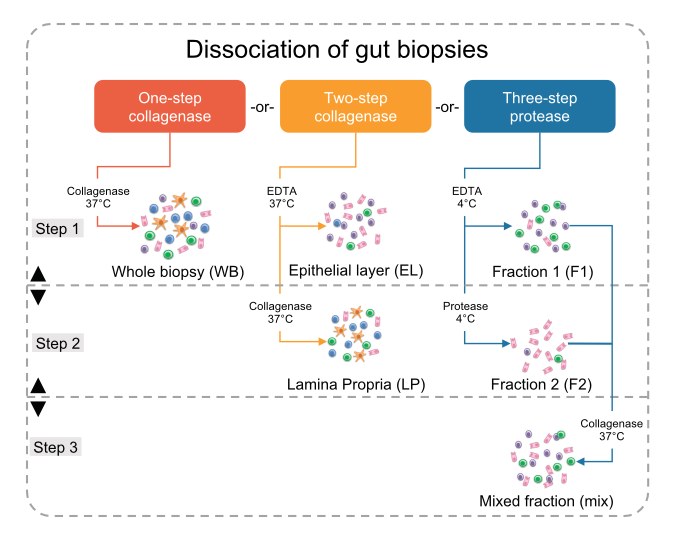Single-Cell dissociation methods for gut tissue